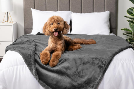 Waterproof Dog Blanket for Bed, Couch, Sofa | Waterproof Dog Bed Cover for Large Dogs, Puppies | Sherpa Fleece Pet Blanket Furniture Protector | Reversible Microfiber
